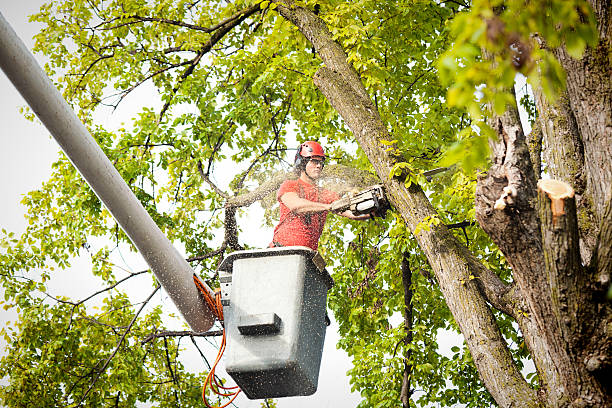 How Our Tree Care Process Works  in  Durand, MI